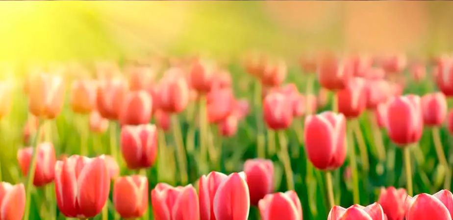 31 вопрос по выгонке тюльпанов к 8 Марта